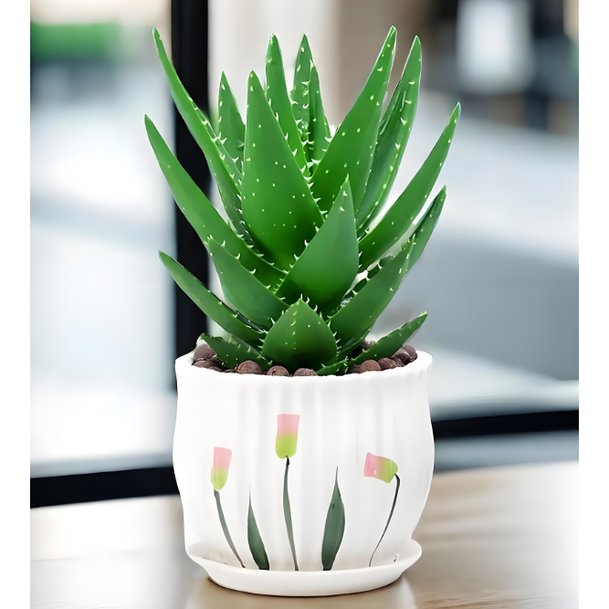 芦荟