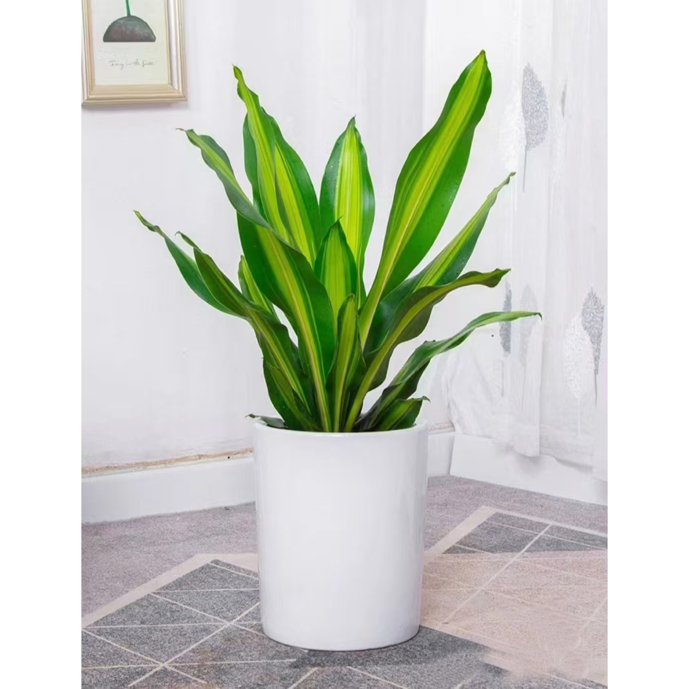 绿植租赁