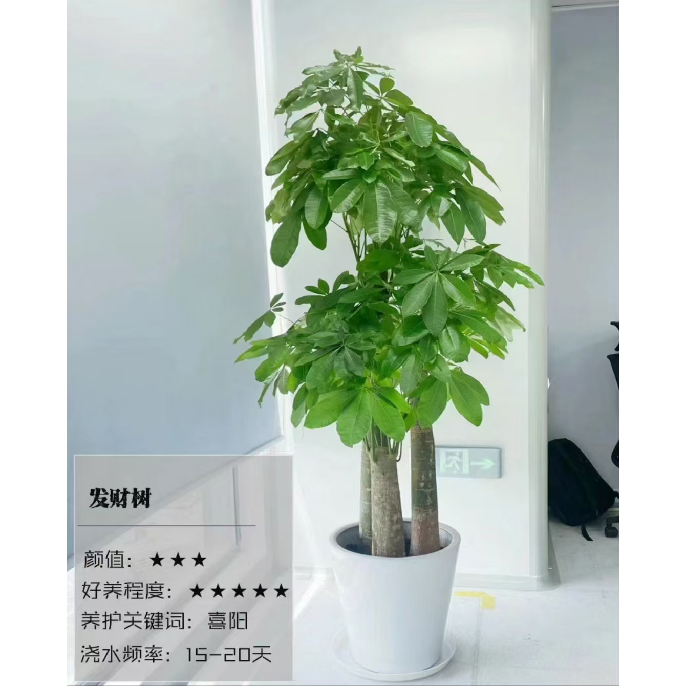 发财树租赁