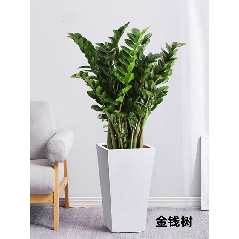 金钱树租赁
