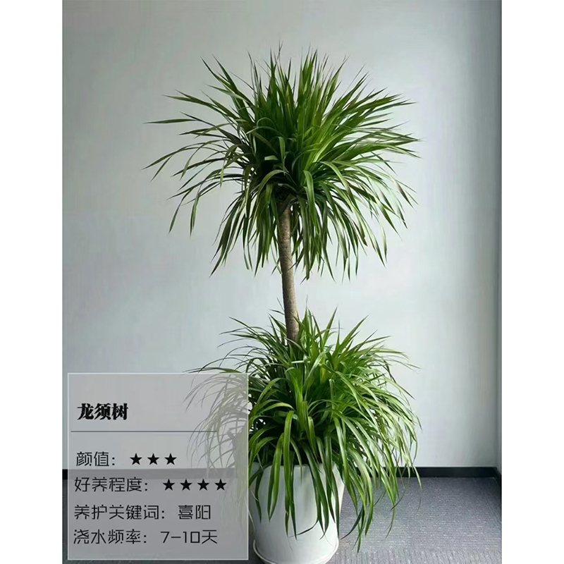 龙须树租赁