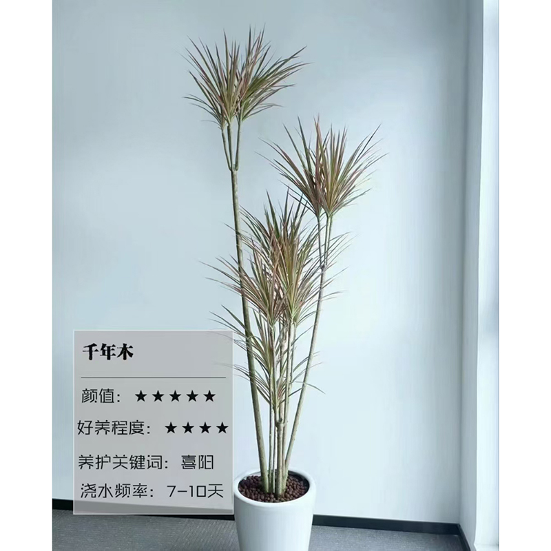 千年木租赁