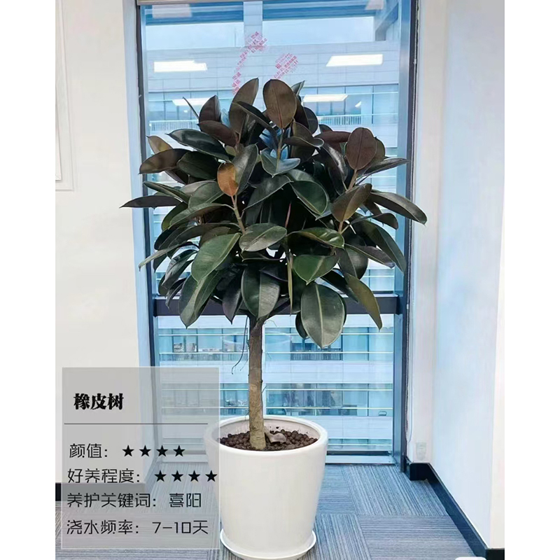 橡皮树租赁